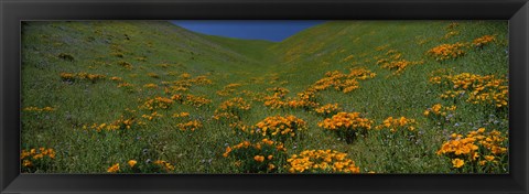 Framed Orange Wildflowers on a hillside, California Print