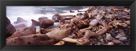 Framed Driftwood on the beach, Oregon Coast, Oregon, USA Print
