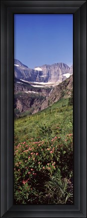 Framed Alpine wildflowers on a landscape, US Glacier National Park, Montana, USA Print