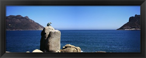 Framed Bronze leopard statue on a boulder, Hout Bay, Cape Town, Western Cape Province, South Africa Print