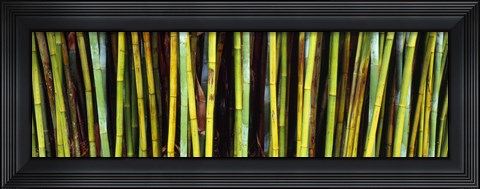 Framed Bamboo trees in a botanical garden, Kanapaha Botanical Gardens, Gainesville, Alachua County, Florida Print