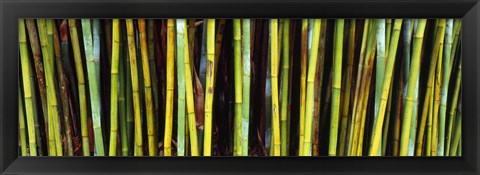 Framed Bamboo trees in a botanical garden, Kanapaha Botanical Gardens, Gainesville, Alachua County, Florida Print