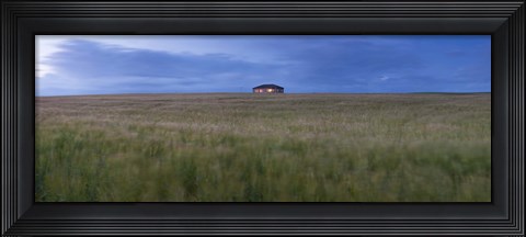 Framed Barley field with a house in the background, Orkney Islands, Scotland Print