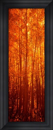 Framed Aspen trees at sunrise in autumn, Colorado (vertical) Print