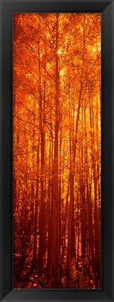 Framed Aspen trees at sunrise in autumn, Colorado (vertical) Print