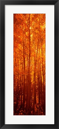 Framed Aspen trees at sunrise in autumn, Colorado (vertical) Print