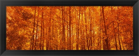 Framed Aspen trees at sunrise in autumn, Colorado (horizontal) Print