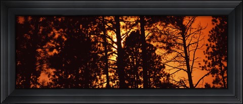 Framed Low angle view of trees at sunrise, Colorado, USA Print