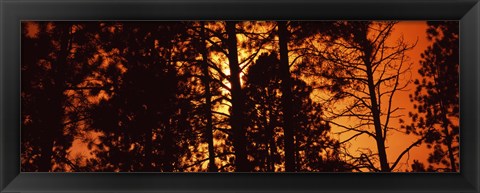 Framed Low angle view of trees at sunrise, Colorado, USA Print