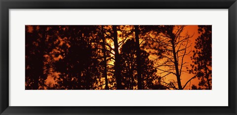 Framed Low angle view of trees at sunrise, Colorado, USA Print