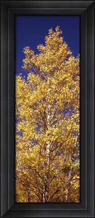 Framed Low angle view of aspen trees in autumn, Colorado Print