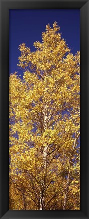 Framed Low angle view of aspen trees in autumn, Colorado Print