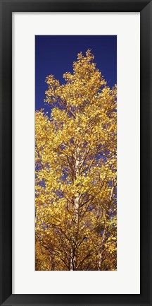 Framed Low angle view of aspen trees in autumn, Colorado Print