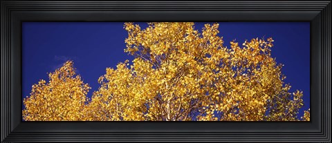 Framed Aspen trees against a Blue Sky, Colorado Print