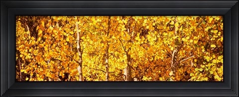 Framed Aspen trees with yellow foliage, Colorado, USA Print