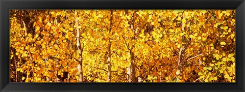 Framed Aspen trees with yellow foliage, Colorado, USA Print