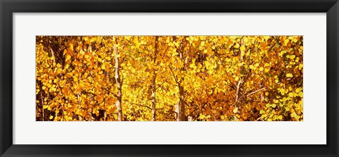 Framed Aspen trees with yellow foliage, Colorado, USA Print