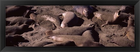 Framed Elephant seals on the beach, San Luis Obispo County, California Print