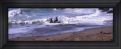 Framed Elephant seals in the sea, San Luis Obispo County, California, USA Print