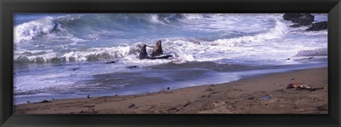 Framed Elephant seals in the sea, San Luis Obispo County, California, USA Print