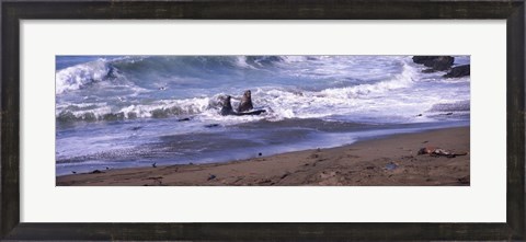 Framed Elephant seals in the sea, San Luis Obispo County, California, USA Print