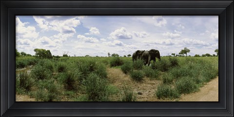 Framed African elephants (Loxodonta africana) in a field, Kruger National Park, South Africa Print