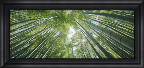 Framed Low angle view of bamboo trees, Hokokuji Temple, Kamakura, Kanagawa Prefecture, Kanto Region, Honshu, Japan Print