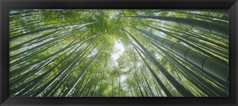 Framed Low angle view of bamboo trees, Hokokuji Temple, Kamakura, Kanagawa Prefecture, Kanto Region, Honshu, Japan Print