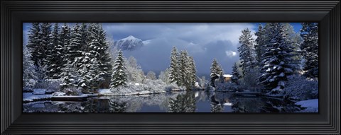 Framed Reflection of tree in a creek, Spring Creek, Mt Rundle, Canmore, Alberta, Canada Print