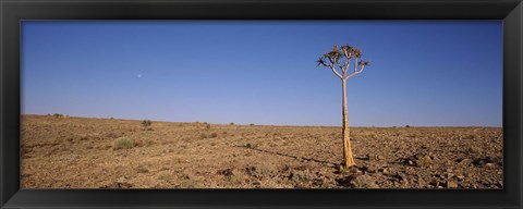 Framed Lone Quiver tree (Aloe dichotoma) in a field, Fish River Canyon, Namibia Print