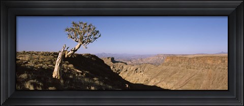Framed Lone Quiver tree (Aloe dichotoma) in a desert, Ai-Ais Hot Springs, Fish River Canyon, Namibia Print