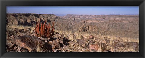 Framed Aloe growing at the edge of a canyon, Fish River Canyon, Namibia Print