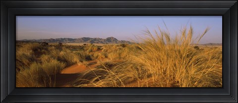 Framed Grass growing in a desert, Namib Rand Nature Reserve, Namib Desert, Namibia Print