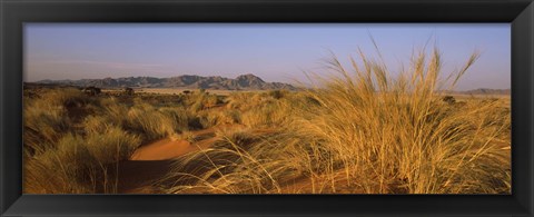 Framed Grass growing in a desert, Namib Rand Nature Reserve, Namib Desert, Namibia Print