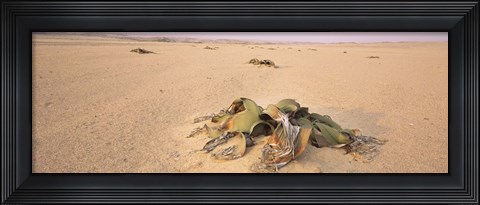Framed Welwitschia (Welwitschia mirabilis) plant growing in a desert, Swakopmund, Namibia Print