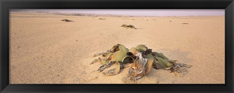 Framed Welwitschia (Welwitschia mirabilis) plant growing in a desert, Swakopmund, Namibia Print