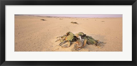 Framed Welwitschia (Welwitschia mirabilis) plant growing in a desert, Swakopmund, Namibia Print