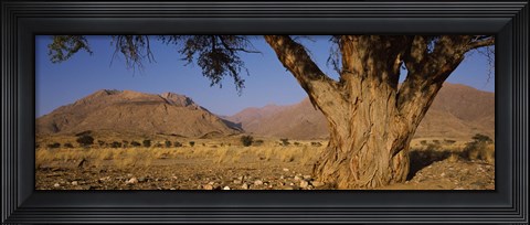 Framed Camelthorn tree (Acacia erioloba) with mountains in the background, Brandberg Mountains, Damaraland, Namib Desert, Namibia Print
