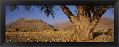 Framed Camelthorn tree (Acacia erioloba) with mountains in the background, Brandberg Mountains, Damaraland, Namib Desert, Namibia Print