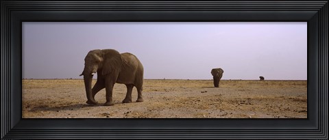 Framed Three African elephants (Loxodonta africana) bulls approaching a waterhole, Etosha National Park, Kunene Region, Namibia Print