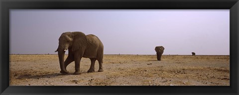 Framed Three African elephants (Loxodonta africana) bulls approaching a waterhole, Etosha National Park, Kunene Region, Namibia Print