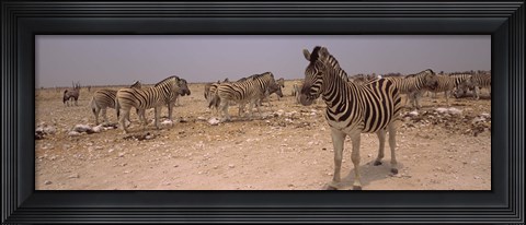 Framed Herd of Burchell&#39;s zebras (Equus quagga burchelli) in a field, Etosha National Park, Kunene Region, Namibia Print