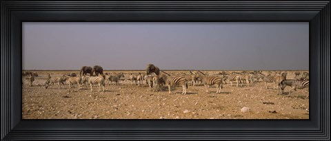 Framed Herd of Burchell&#39;s zebras (Equus quagga burchelli) with elephants in a field, Etosha National Park, Kunene Region, Namibia Print
