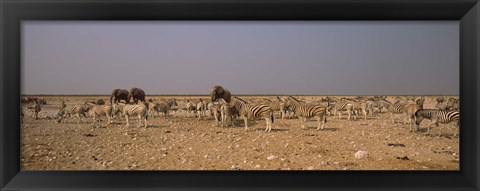Framed Herd of Burchell&#39;s zebras (Equus quagga burchelli) with elephants in a field, Etosha National Park, Kunene Region, Namibia Print