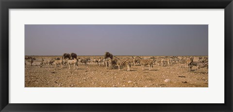 Framed Herd of Burchell&#39;s zebras (Equus quagga burchelli) with elephants in a field, Etosha National Park, Kunene Region, Namibia Print