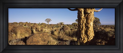 Framed Quiver tree (Aloe dichotoma) growing in a desert, Namibia Print