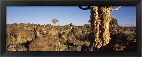 Framed Quiver tree (Aloe dichotoma) growing in a desert, Namibia Print