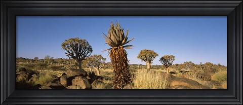 Framed Different Aloe species growing amongst the rocks at the Quiver tree (Aloe dichotoma) forest, Namibia Print