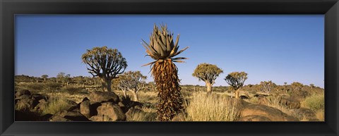 Framed Different Aloe species growing amongst the rocks at the Quiver tree (Aloe dichotoma) forest, Namibia Print