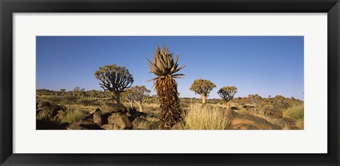 Framed Different Aloe species growing amongst the rocks at the Quiver tree (Aloe dichotoma) forest, Namibia Print